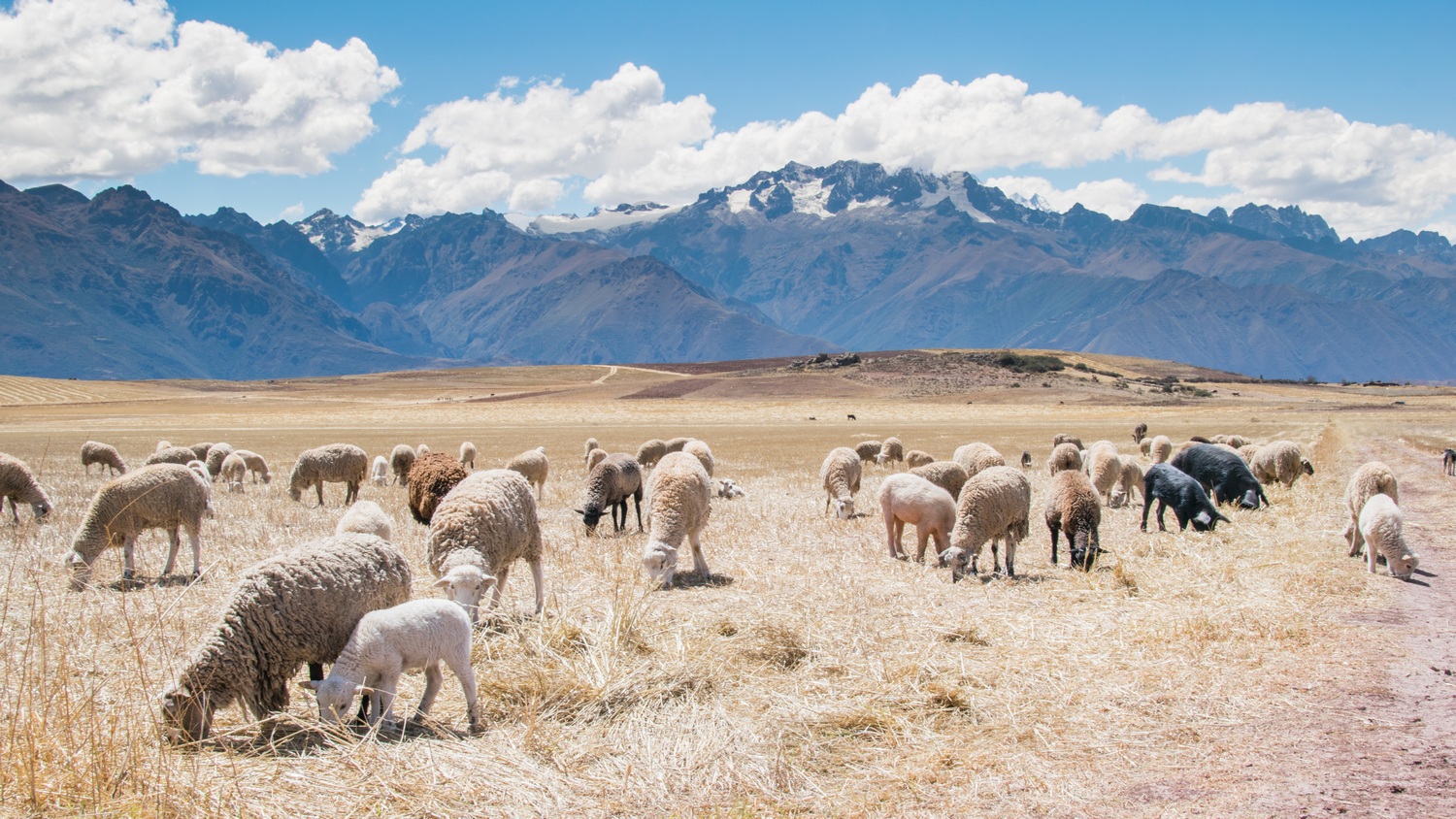 troupeau de moutons sur sol aride montagneux