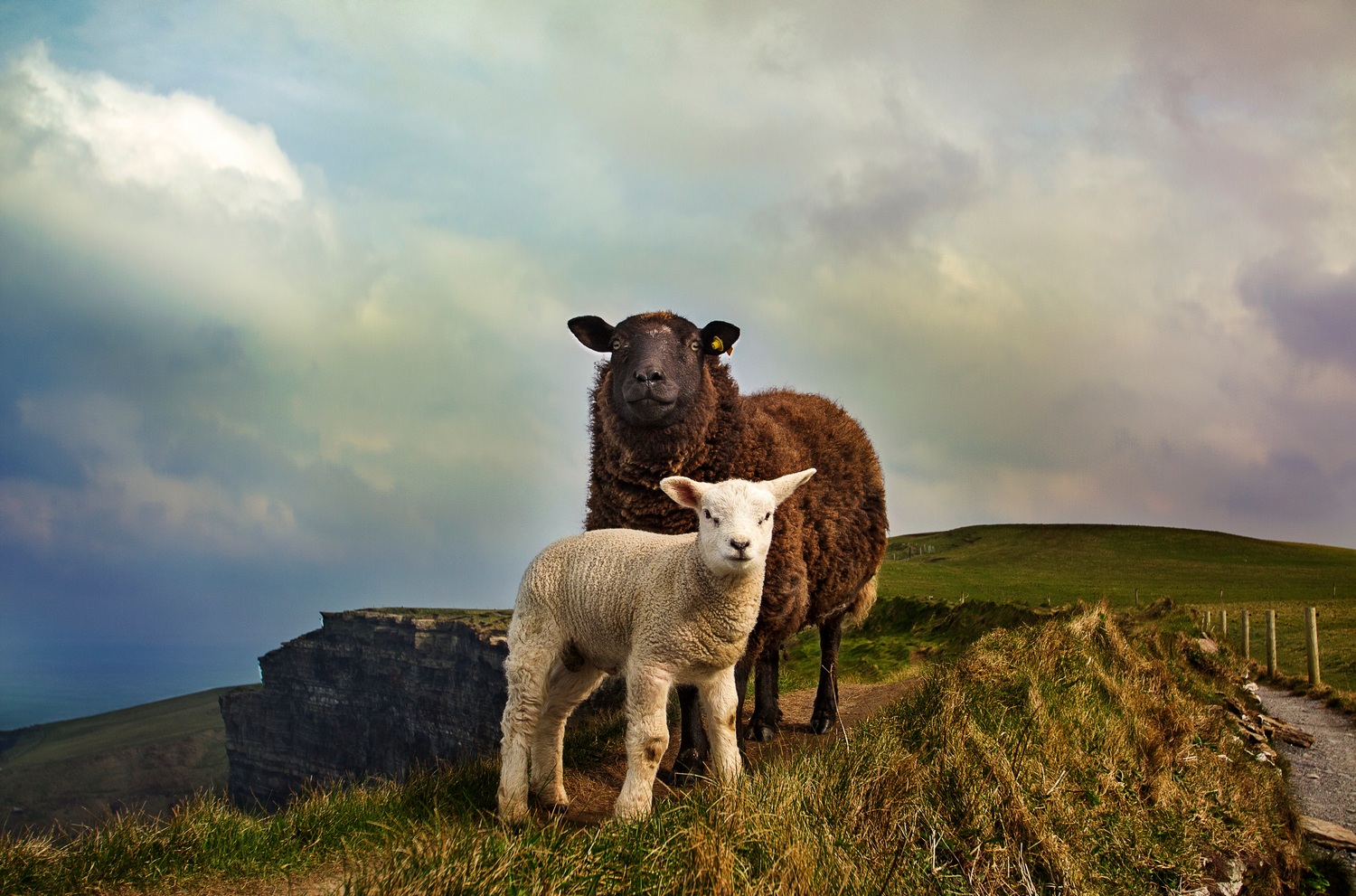 un mouton marron et un mouton blanc