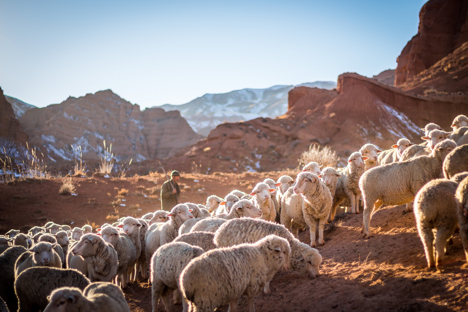 troupeau de moutons